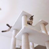 キャットタワーのてっぺんから下を見下ろす猫。