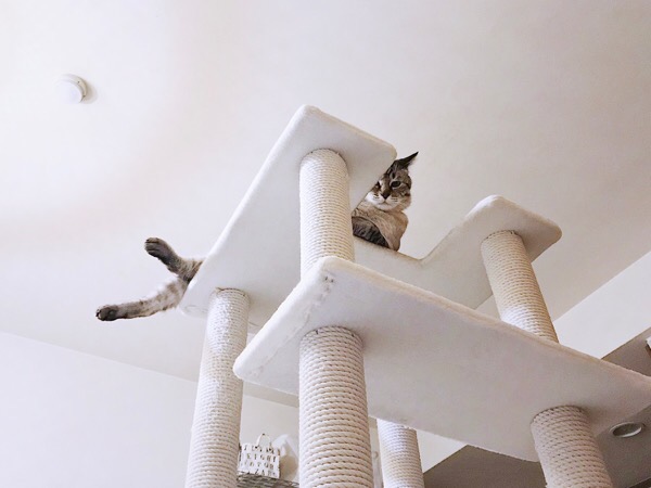 キャットタワーのてっぺんから下を見下ろす猫。