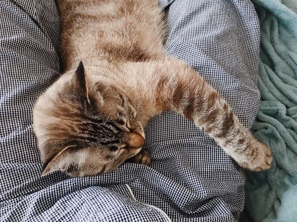 飼い主の太ももに抱きついて眠る猫。