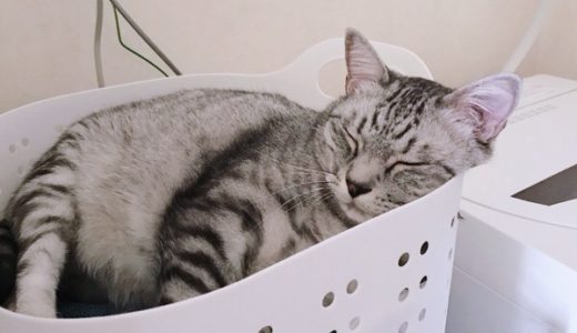 洗濯カゴの中で寝ている猫。