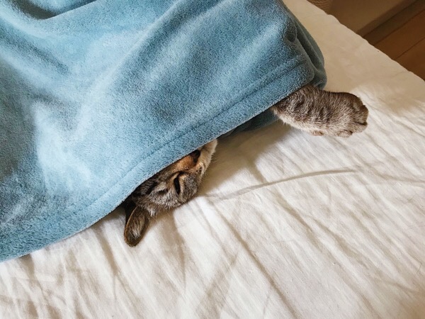 毛布から顔を半分だけ出している猫。