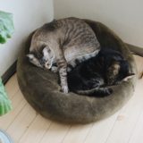 部屋の隅のクッションで寝ている２匹の猫。