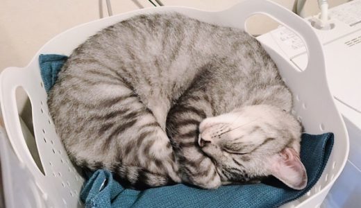洗濯カゴの中で丸くなって寝ている猫。