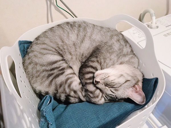 洗濯カゴの中で丸くなって寝ている猫。