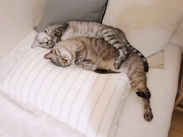 寝相がシンクロしてる猫たち。
