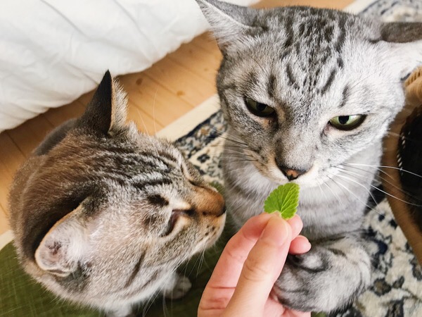 キャットニップの葉のにおいを嗅ぐ猫たち。