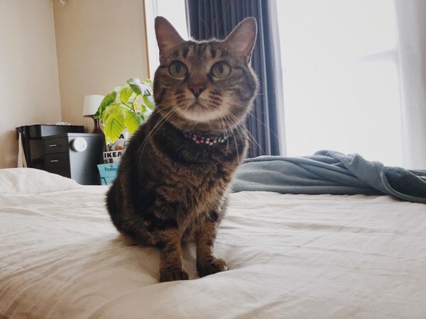 ベッドの上のジーナ（キジトラ猫）。