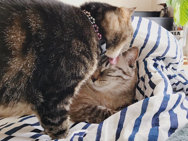 弟猫のおでこを舐める姉猫。