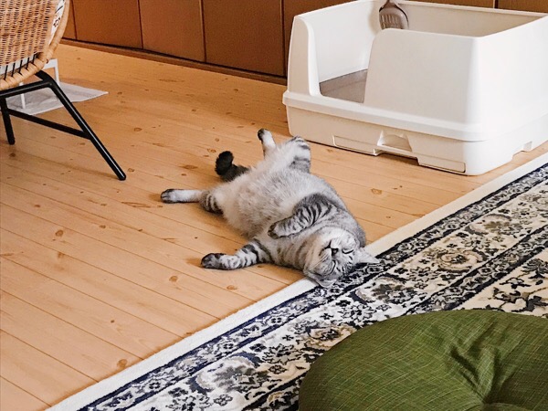 猫が床に落ちている。