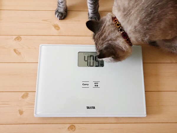 床に置かれた体重計と猫。