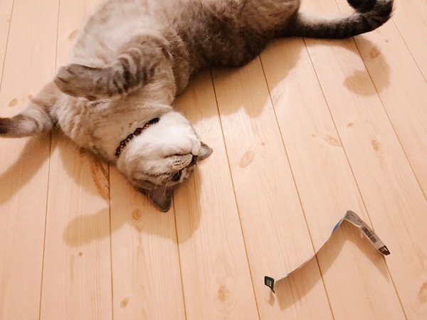くしゃくしゃになったゴミと床に転がる猫。
