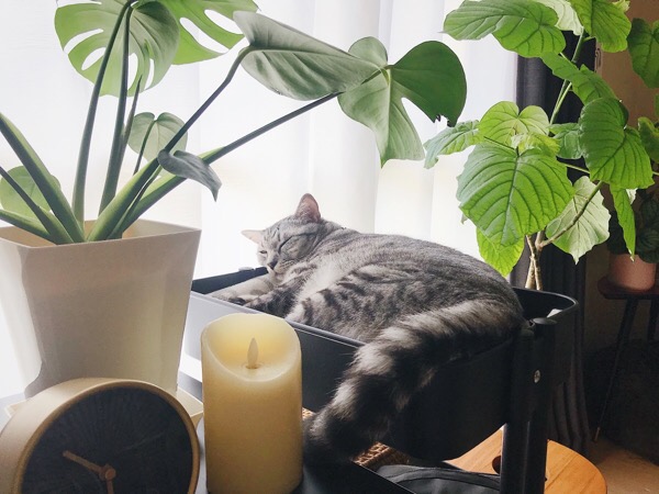 観葉植物と一緒に日向ぼっこしながら昼寝中の猫。
