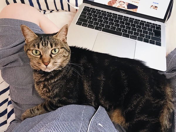 ブログ執筆中のニンゲンの膝の上に割り込んできた猫。