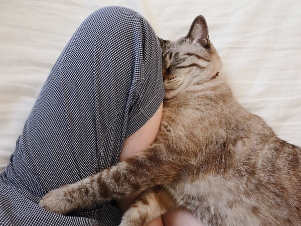 ニンゲンの脚に顔をくっつけて眠る猫。