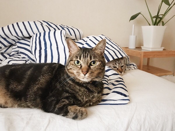 ベッドの上にいる猫たち。