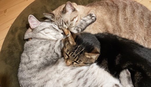 ぴったりくっついて寝ている３匹の猫たち。