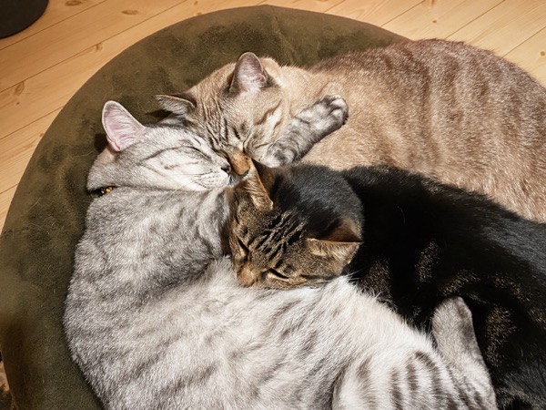 ぴったりくっついて寝ている３匹の猫たち。