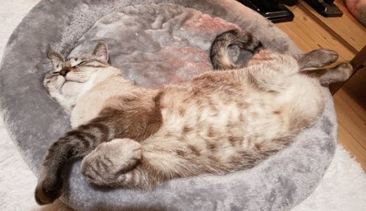 のびのびポーズで寝ている猫。