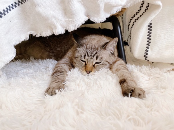 ホットカーペットの上で前脚を広げて寝ている猫。