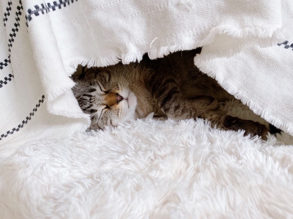 コタツの中で横になって寝てる猫。