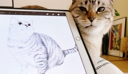 iPadと猫。