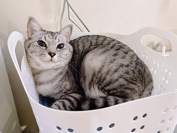 洗濯カゴの中に収まってる猫。