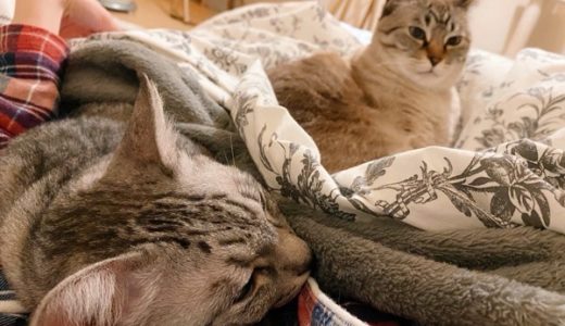 ふとんでニンゲンといっしょに寝る猫たち。