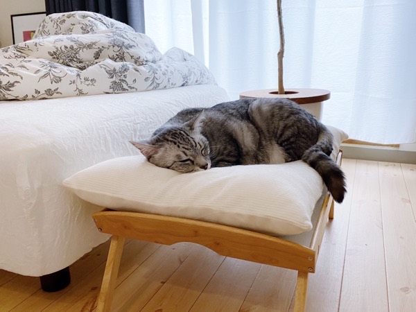 木製トレイで作ったベッドで眠る猫。