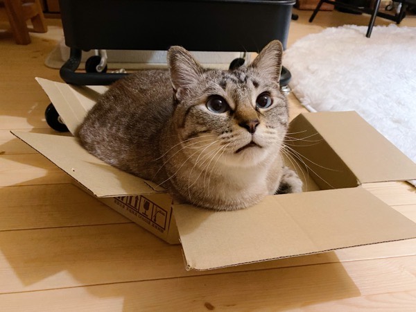 小さなダンボール箱に入っている猫。
