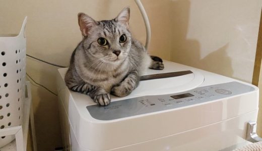 洗濯機の上で寛ぐ猫。