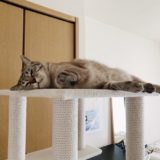 キャットタワーのてっぺんで寝そべってる猫。