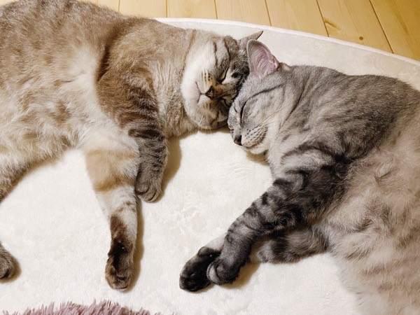 頭をくっつけ合って眠る仲良し猫。