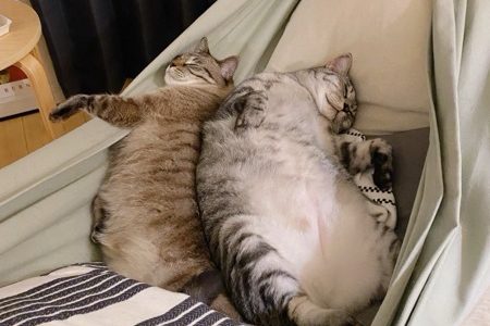 ハンモックで仲良く寝ている猫兄弟。