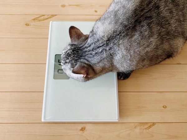 体重計の数値を見つめる（？）猫。