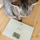 体重計と猫。