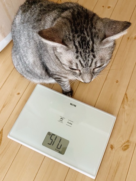 体重計と猫。