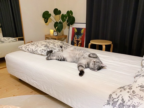 ニンゲンのベッドに寝転がる巨猫。