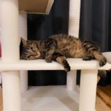 キャットタワーに寝そべってゴロゴロしている猫。