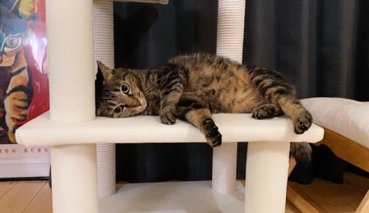 キャットタワーに寝そべってゴロゴロしている猫。