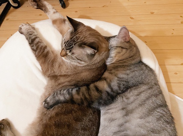 弟猫に抱きついて眠る兄猫。