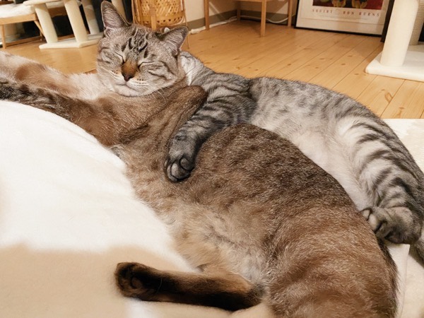テトちゃんの抱き枕にされてるムーちゃん。