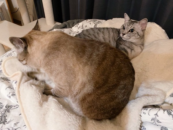 毛布をフミフミする猫。