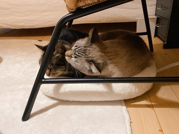 小さなベッドに収まる猫たち。